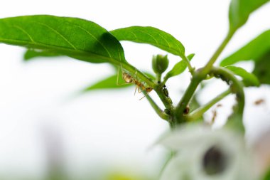 Islak bitki sapındaki yaprak bitleriyle etkileşime giren bir karıncanın makro görüntüsü ve yaprakları.