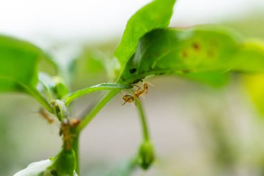 Yeşil bir bitki yaprağının altındaki yaprak bitkileriyle etkileşen bir karıncanın makro görüntüsü.