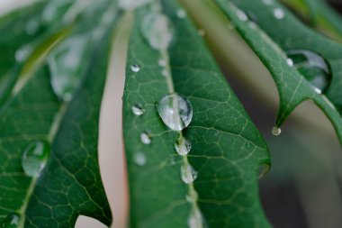 Tropikal papaya yaprağına saçılmış yağmur damlacıklarının makro yakın çekimi