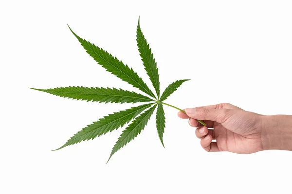 Mão Segurando Folhas Cannabis Verde Maconha Isolada Fundo Branco Cultivando — Fotografia de Stock