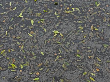 Islak sonbahar yaprakları yağmurdan sonra karanlık asfalta saçıldı. Doğal desenlerde düşen yapraklar mevsimsel bir arka plan oluşturuyor. Yeşil, sarı ve kahverengi tonlarıyla karamsar sonbahar atmosferi. 