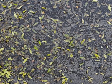 Islak sonbahar yaprakları yağmurdan sonra karanlık asfalta saçıldı. Doğal desenlerde düşen yapraklar mevsimsel bir arka plan oluşturuyor. Yeşil, sarı ve kahverengi tonlarıyla karamsar sonbahar atmosferi