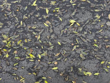 Islak sonbahar yaprakları yağmurdan sonra karanlık asfalta saçıldı. Doğal desenlerde düşen yapraklar mevsimsel bir arka plan oluşturuyor. Yeşil, sarı ve kahverengi tonlarıyla karamsar sonbahar atmosferi. 