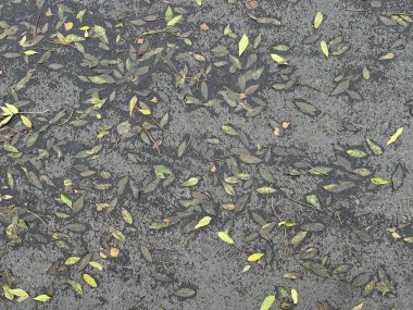 Islak sonbahar yaprakları yağmurdan sonra karanlık asfalta saçıldı. Doğal desenlerde düşen yapraklar mevsimsel bir arka plan oluşturuyor. Yeşil, sarı ve kahverengi tonlarıyla karamsar sonbahar atmosferi