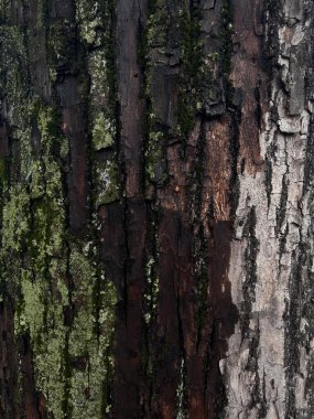 Ağaç kabuğu dokusu yosun ve yosunla kaplı. Koyu ve açık alanların kontrastı ile doğal arka plan, ahşap yüzeyin detaylı yapısı. Makro doğa doğal ışıkta yakın çekim