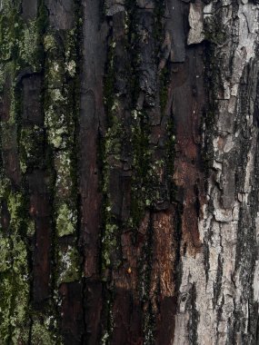 Ağaç kabuğu dokusu yosun ve yosunla kaplı. Koyu ve açık alanların kontrastı ile doğal arka plan, ahşap yüzeyin detaylı yapısı. Makro doğa doğal ışıkta yakın çekim