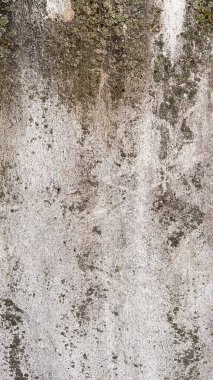 Doğal lekeleri, yosunları ve yıpranmış dokusu olan eski beton bir duvara yakın plan. Kabataslak yüzey ve ince renk değişimleri tasarım, mimari ve doku projeleri için mükemmel bir grunge arkaplanı oluşturur..