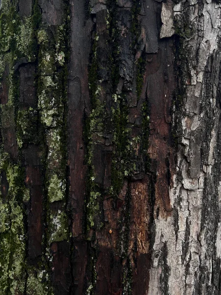 Ağaç kabuğu dokusu yosun ve yosunla kaplı. Koyu ve açık alanların kontrastı ile doğal arka plan, ahşap yüzeyin detaylı yapısı. Makro doğa doğal ışıkta yakın çekim