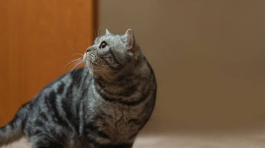 Evde bakımlı şirin bir kedi..