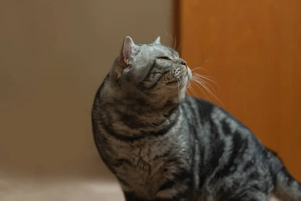 A cute well-groomed cat at home.