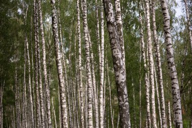 Yazın gün batımında huş ağacının güzel manzarası. Doğa