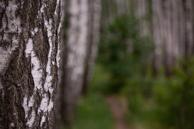 Yazın gün batımında huş ağacının güzel manzarası. Doğa