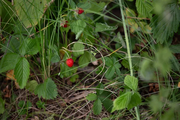 Fragola Selvatica Matura Cespuglio Nella Foresta Natura — Foto Stock