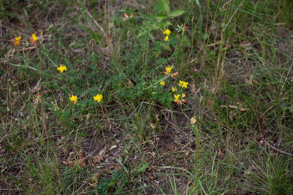 Pequenas Flores Comuns Prado Crescem Prado Natureza — Fotografia de Stock