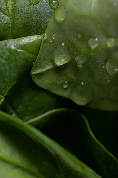 Свежие листья шпината вымыты для детоксикации напитков, крупным планом, капли воды на листья