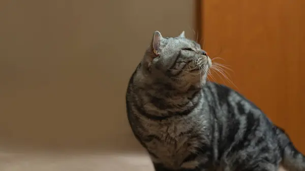 Cute Well Groomed Cat Home — Stock Photo, Image