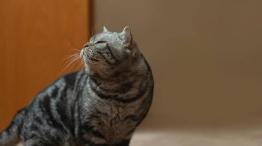 Evde bakımlı şirin bir kedi..