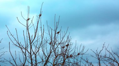 Serçeli meyve ağaçlarının çıplak dalları, doğal arka plan.