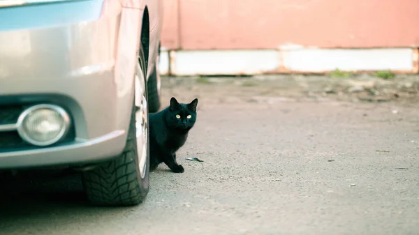 Divertido Gato Negro Mira Hacia Fuera Desde Debajo Del Coche — Foto de Stock