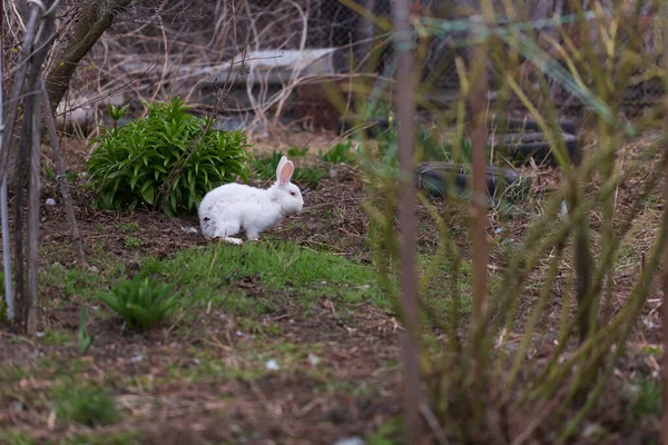 Coniglio Domestico Uscito Una Gabbia Una Fattoria Agricoltura — Foto Stock