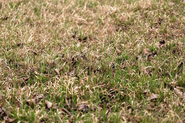 Altes Und Junges Gras Gemischt Auf Dem Boden Frühling Natürlicher — Stockfoto