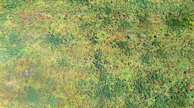 Yabani otlar, çarşaflar ve gelinciklerle kaplanmış bir arazinin soyut arka plan görüntüsü. Toprağın erozyonu