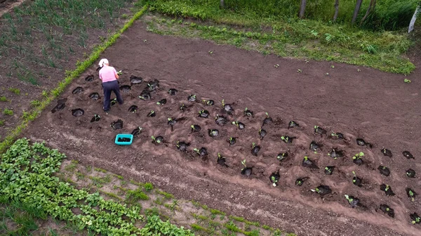 Αεροφωτογραφία Της Υπαίθρου Ανθρώπους Που Εργάζονται Λαχανόκηπους — Φωτογραφία Αρχείου