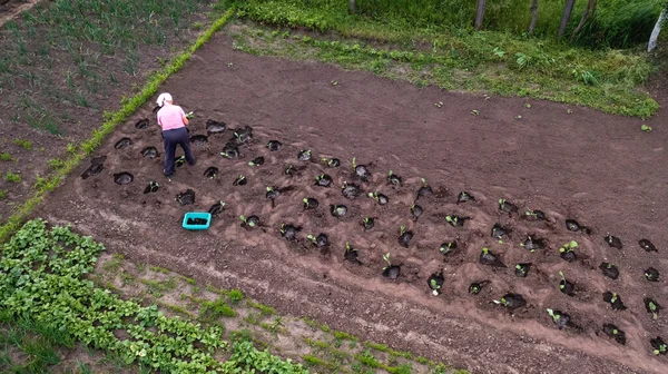 Vidékről Készült Légi Felvétel Zöldségkertekben Dolgozó Emberekkel — Stock Fotó