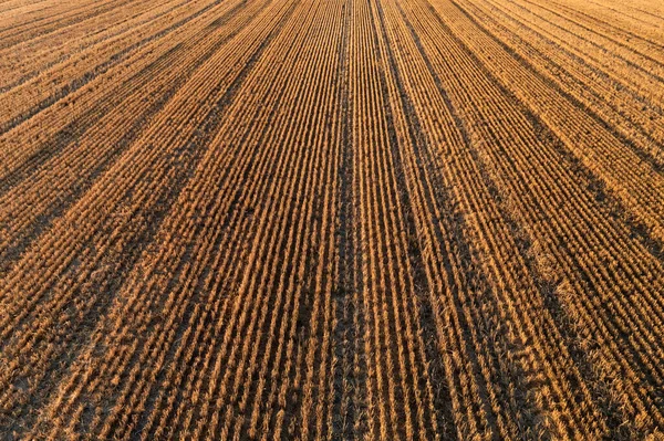 Bir Biçilmiş Buğday Tarlasının Grafiksel Hava Manzarası Hava Fotoğrafı — Stok fotoğraf