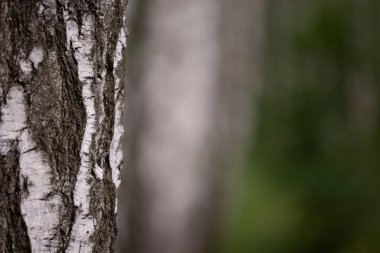 Yazın gün batımında huş ağacının güzel manzarası. Doğa