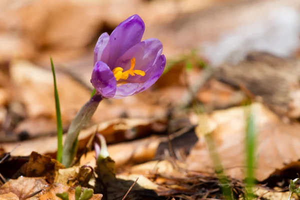 Crocuses spring flowers — Stock Photo, Image