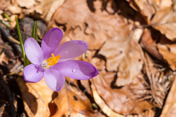 Crocuses spring flowers — Stock Photo, Image