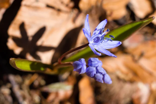 Violets spring flowers — Stock Photo, Image