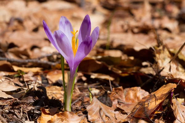 Crocuses spring flowers — Stock Photo, Image