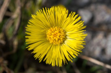 Tussilago farfara çakıl üzerinde