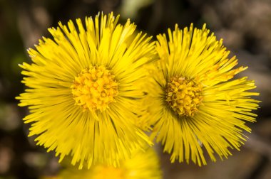 Tussilago farfara çakıl üzerinde
