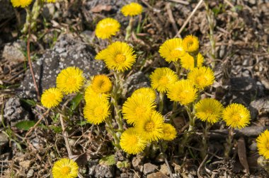 Tussilago farfara çakıl üzerinde