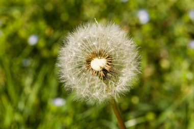 Hava dandelions yeşil alan. 