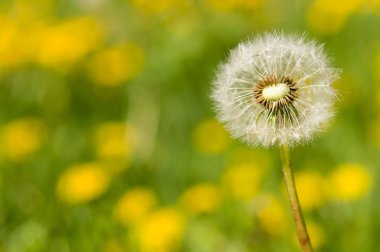 Hava dandelions yeşil alan. 