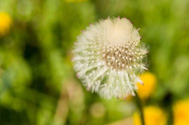 Hava dandelions yeşil alan. 