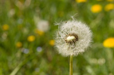 Hava dandelions yeşil alan. 