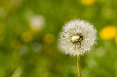 Hava dandelions yeşil alan. 