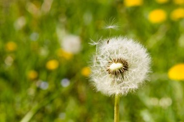 Hava dandelions yeşil alan. 
