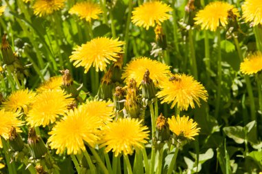 Hava dandelions yeşil alan. 