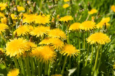 Hava dandelions yeşil alan. 