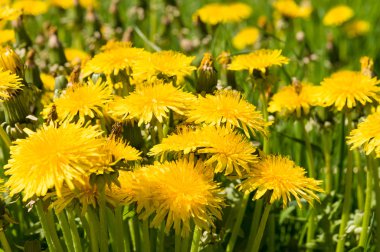 Hava dandelions yeşil alan. 