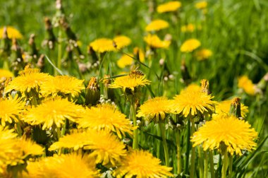 Hava dandelions yeşil alan. 