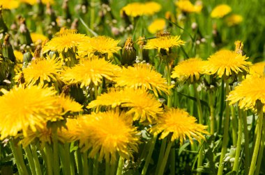 Hava dandelions yeşil alan. 
