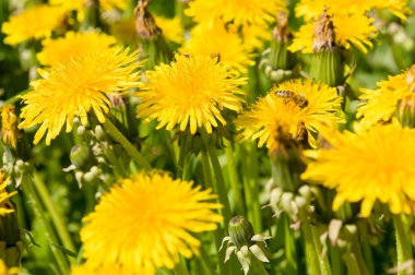 Hava dandelions yeşil alan. 