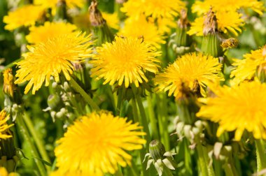 Hava dandelions yeşil alan. 